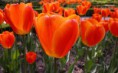 /album/rezane-kvetiny/tulipan-5-1-jpg/